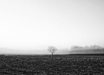 Scenic view of field against clear sky