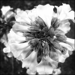 Close-up of flowering plant