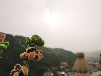 Close-up of flowering plant against clear sky