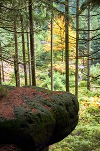 Pine trees in forest