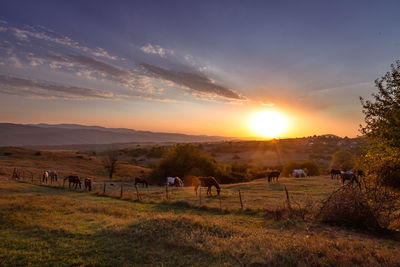 Scenic view of field against sky during sunset