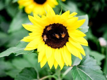 Close-up of insect on sunflower