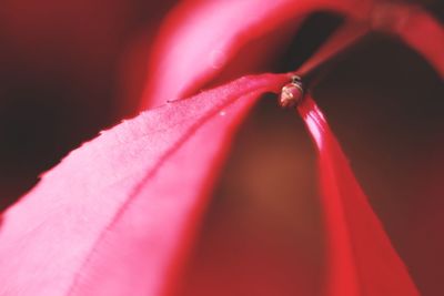 Macro shot of pink leaf in autumn