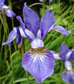 Close-up of purple flowers blooming