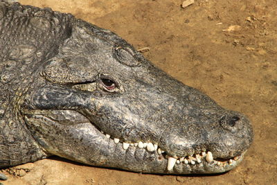 Close-up of crocodile