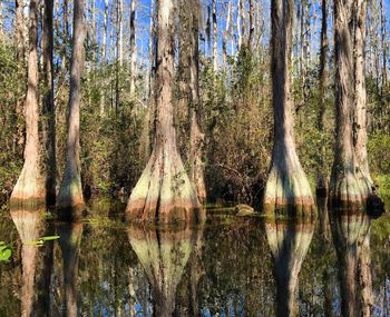 Full frame shot of tree trunk in lake