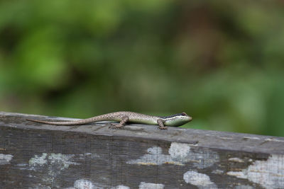 Close-up of lizard on wooden railing