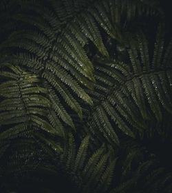 Full frame shot of fern leaves