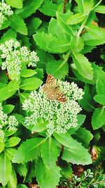 Close-up of butterfly pollinating on flower