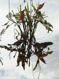 Close-up of wet plant by lake against sky