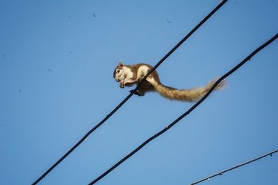 Low angle view of monkey on cable against clear blue sky