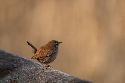 Close-up of bird perching on rock