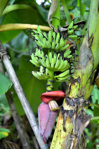 Close-up of banana tree