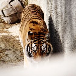 Close-up of tiger