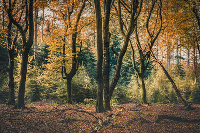 Trees in forest during autumn