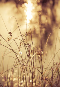 Low angle view of plants against sky