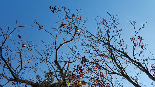 Low angle view of flower tree against clear blue sky