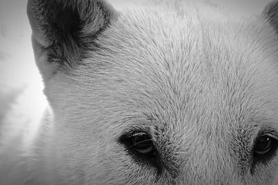 Close-up portrait of dog