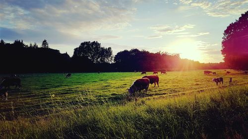 Sheep grazing on field against sky during sunset