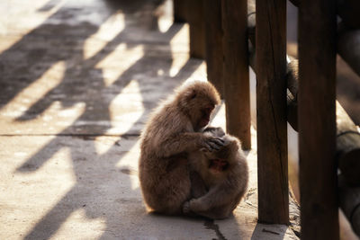 Monkey sitting on a shadow 