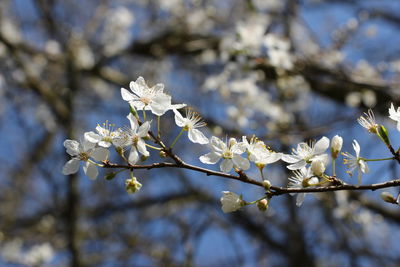 Close-up of apple blossoms in spring