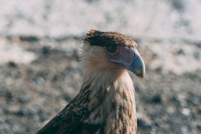 Close-up of a bird looking away