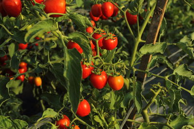 Close-up of tomatoes growing on tree