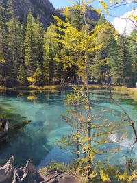 Trees by lake in forest during autumn