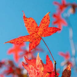 Close-up of orange maple leaves against blue sky