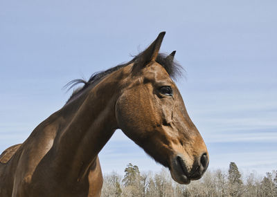 Horse against the sky