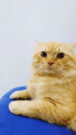 Portrait of a cat over white background