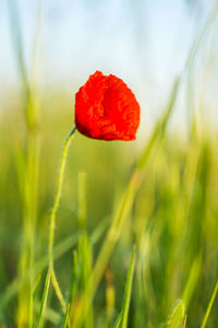 Close-up of red poppy on field