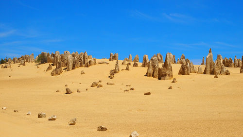 Panoramic view of trees on desert against blue sky