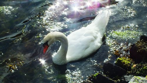 Swan swimming in lake