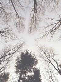 Low angle view of bare trees