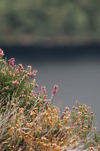 Close-up of pink flowering plants on field