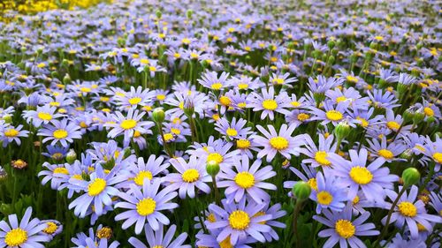 Close-up of crocus flowers blooming on field