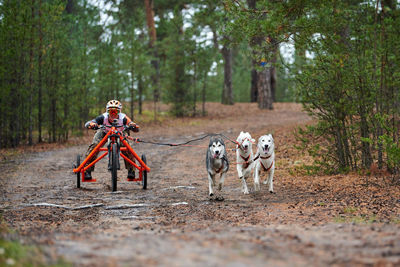 View of dog on dirt road