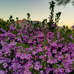 Pink flowers blooming in park