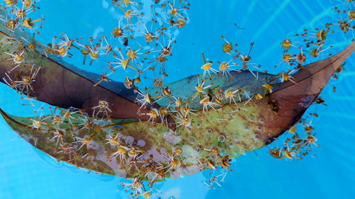 Low angle view of flowers against clear blue sky