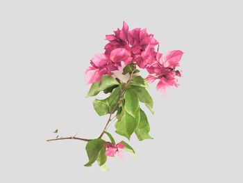 Close-up of pink flowers against white background