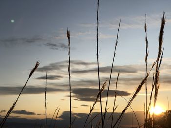 Low angle view of silhouette plants against sky during sunset