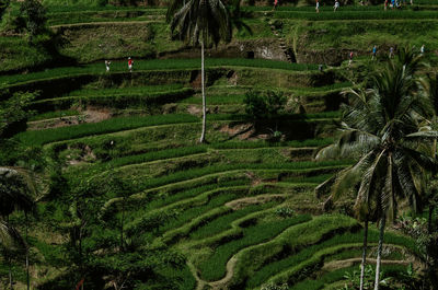 High angle view of agricultural field