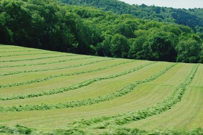 Scenic view of agricultural field