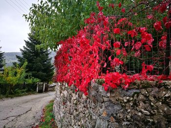 Red tree by road against sky