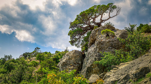 Low angle view of trees against sky