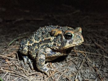 Close-up of toad at night