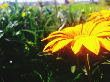 Close-up of yellow flower blooming outdoors