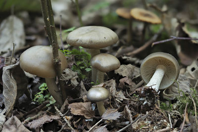 Close-up of mushrooms growing on field