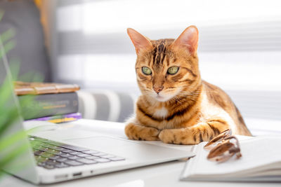 Humorous shot of a cat sitting at a table and looking at a computer in a room.